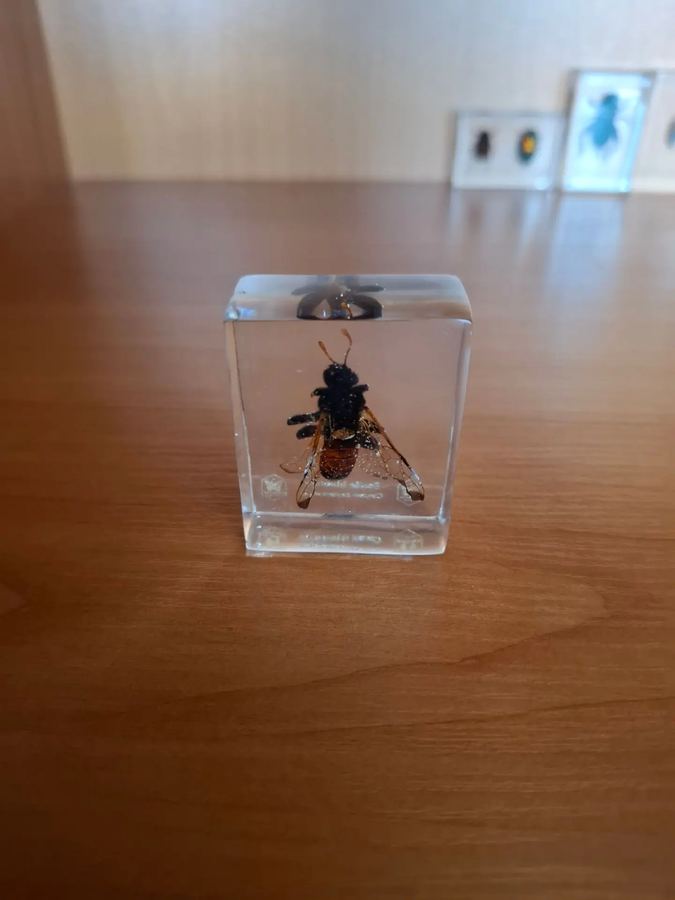 Шмель, Bombus sp.