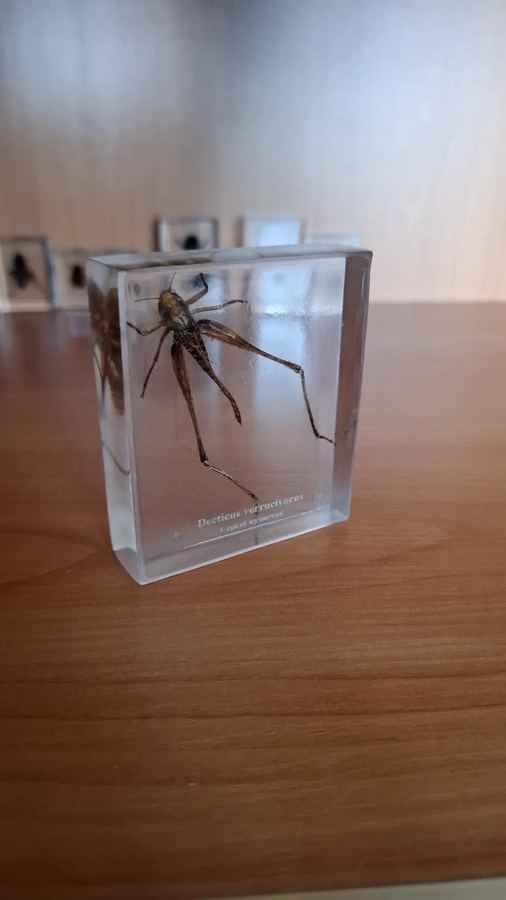 Серый кузнечик, Decticus verrucivorus