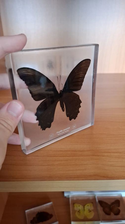 Парусник Маака, Papilio maackii