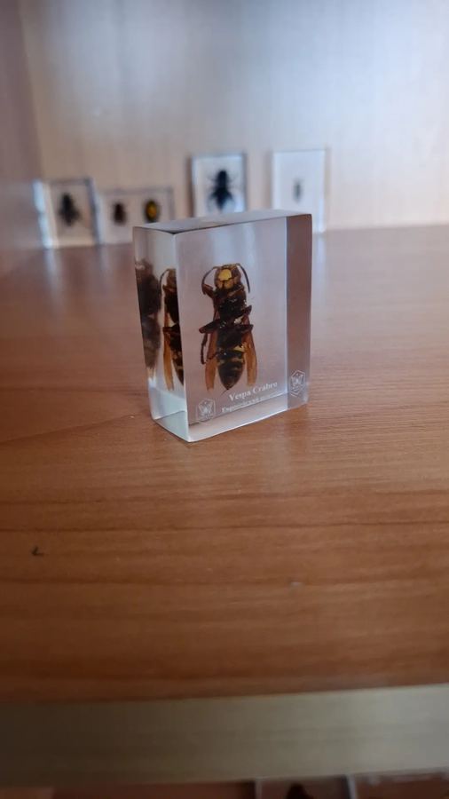 Европейский шершень, Vespa crabro